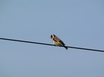 SX05892 Goldfinch on wire (Carduelis carduelis).jpg